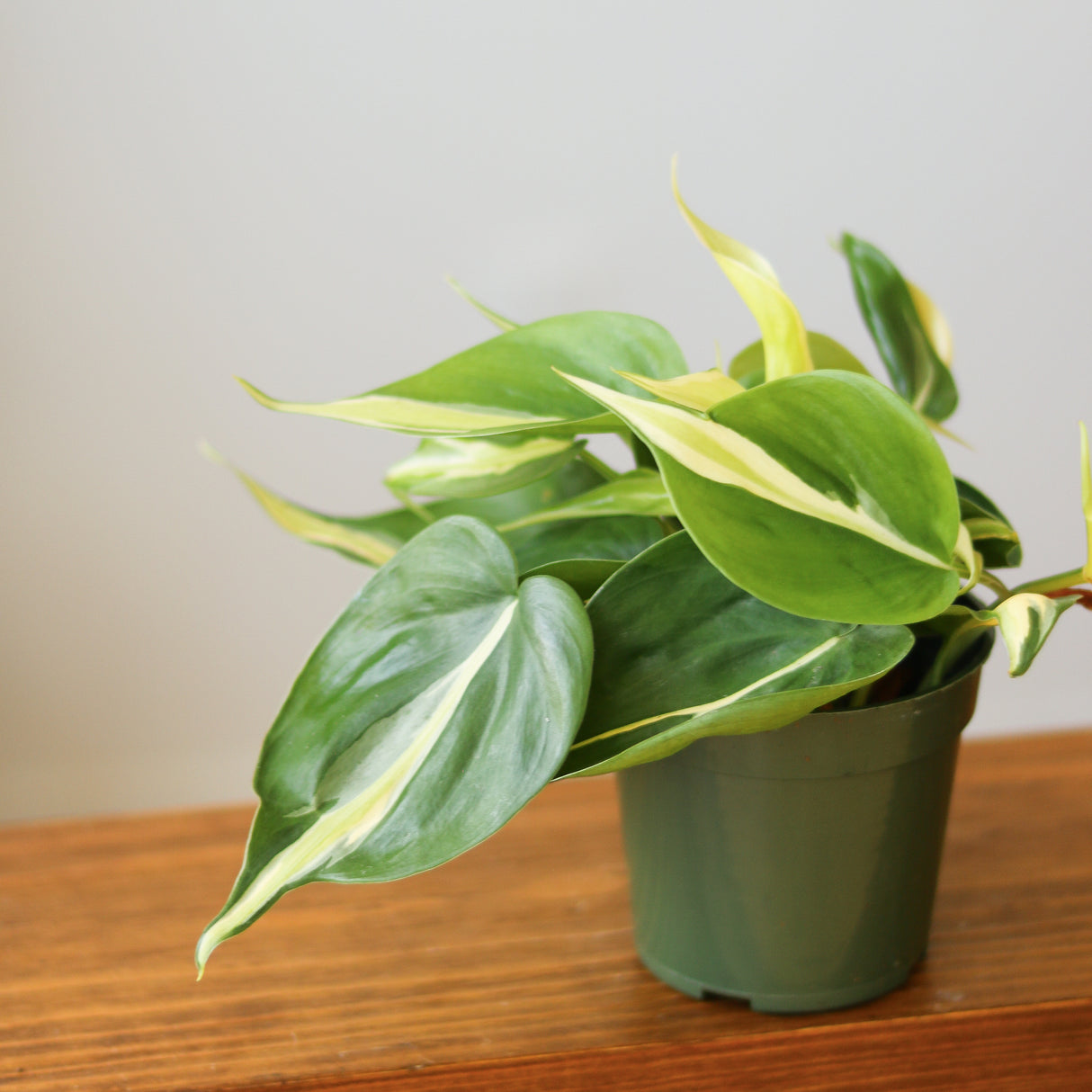 Philodendron hederaceum 'Silver Stripe'