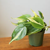 Philodendron hederaceum 'Silver Stripe'