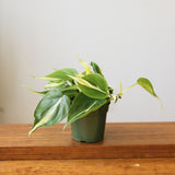 Philodendron hederaceum 'Silver Stripe'