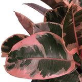 Close-up of a Ficus Ruby plant with pink and green leaves on a white background