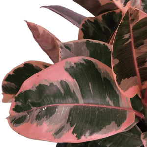 Close-up of a Ficus Ruby plant with pink and green leaves on a white background