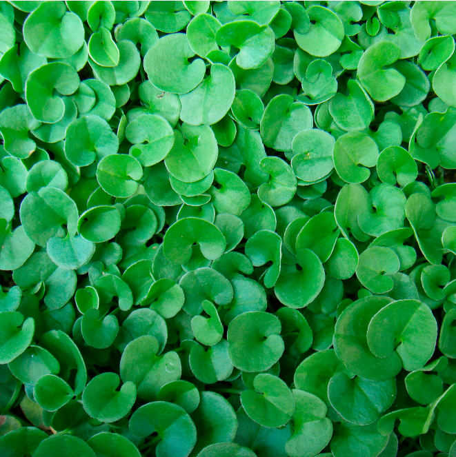 Dichondra repens 'Emerald Falls' - Emerald Falls Dichondra