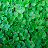 Dichondra repens 'Emerald Falls' - Emerald Falls Dichondra