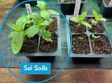 Seedling & Propagation Mix