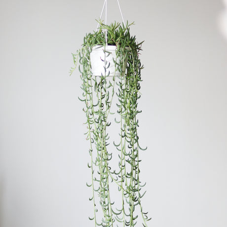 Senecio Radicans Glauca 'String of Fish Hooks' Hanging Basket