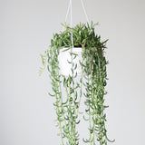 Senecio Radicans Glauca 'String of Fish Hooks' - 6 Inch Hanging Basket