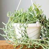 Senecio Radicans Glauca 'String of Fish Hooks' - 6 Inch Hanging Basket