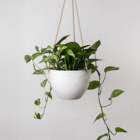 Signature Stone Hanging Planter Pot 8 Inch