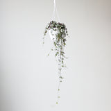 Silver Glory String of Hearts - Ceropegia linearis woodii