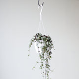 Silver Glory String of Hearts - Ceropegia linearis woodii