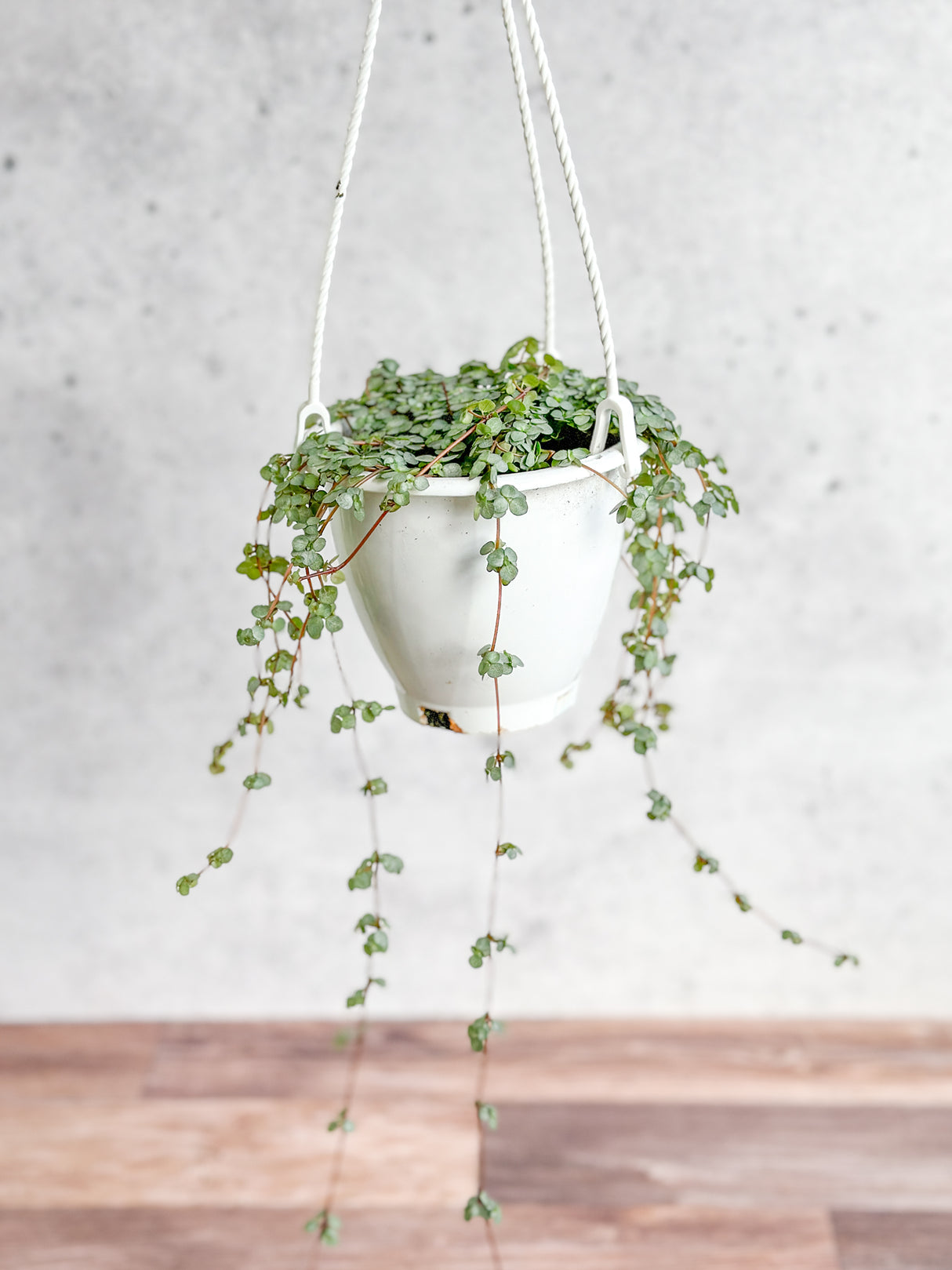 Pilea glauca 'Aqua' - Silver Sparkle Hanging Basket