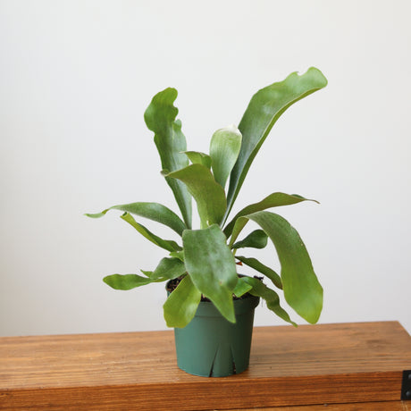 Staghorn Fern - Platycerium bifurcatum