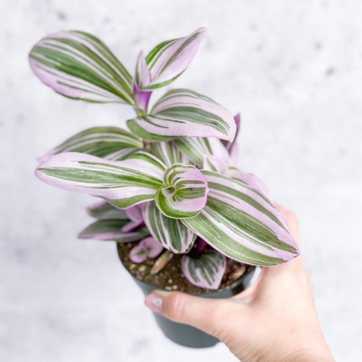 Tradescantia 'Nanouk - Bubblegum Tradescantia- Ed's Plant Shop