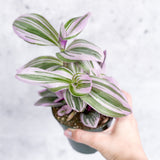 Tradescantia 'Nanouk - Bubblegum Tradescantia - 4 Inch