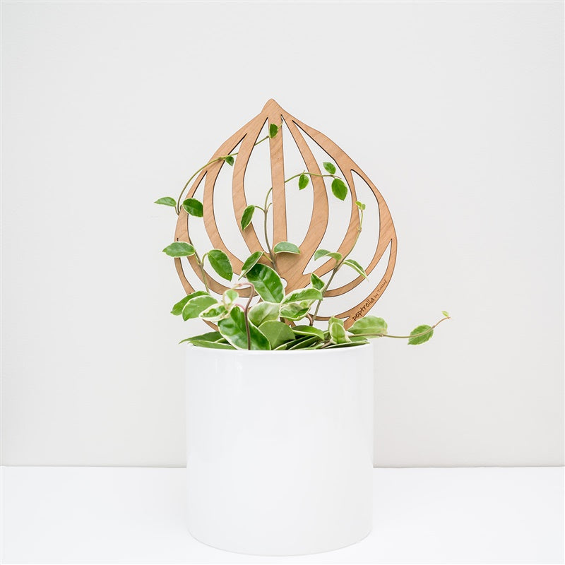 Peptrella - Peperomia Inspired Plant Trellis