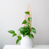 Anthrulla - Anthurium Inspired Plant Trellis