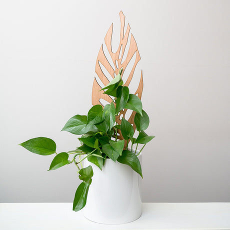 Monstrella - Monstera Plant Support & Trellis