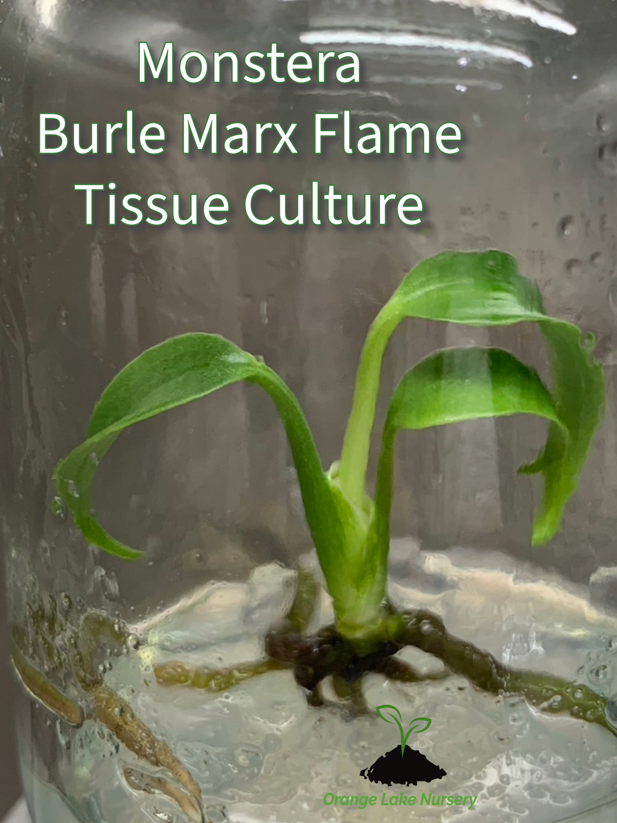 Monstera Burle Marx Flame Plantlet