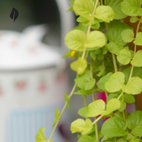 Creeping Jenny - Ed's Plant Shop