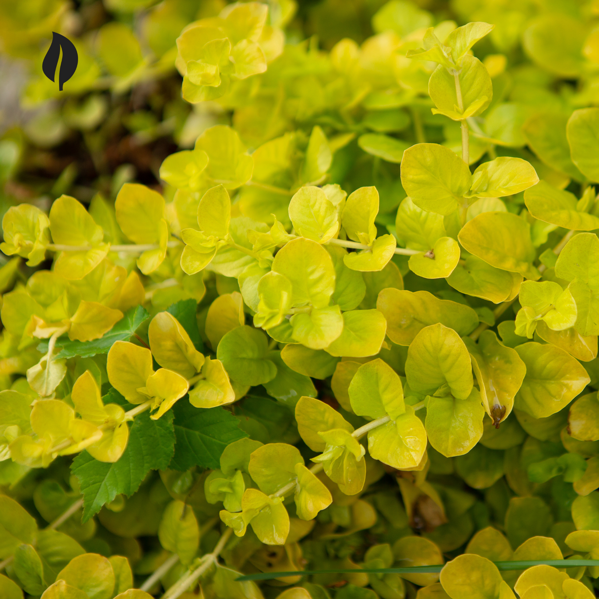 Creeping Jenny - Ed's Plant Shop