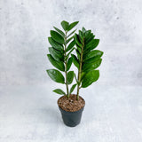 Zamioculcas zamiifolia -  ZZ Plant -Ed's Plant Shop