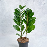 Zamioculcas zamiifolia -  ZZ Plant -Ed's Plant Shop