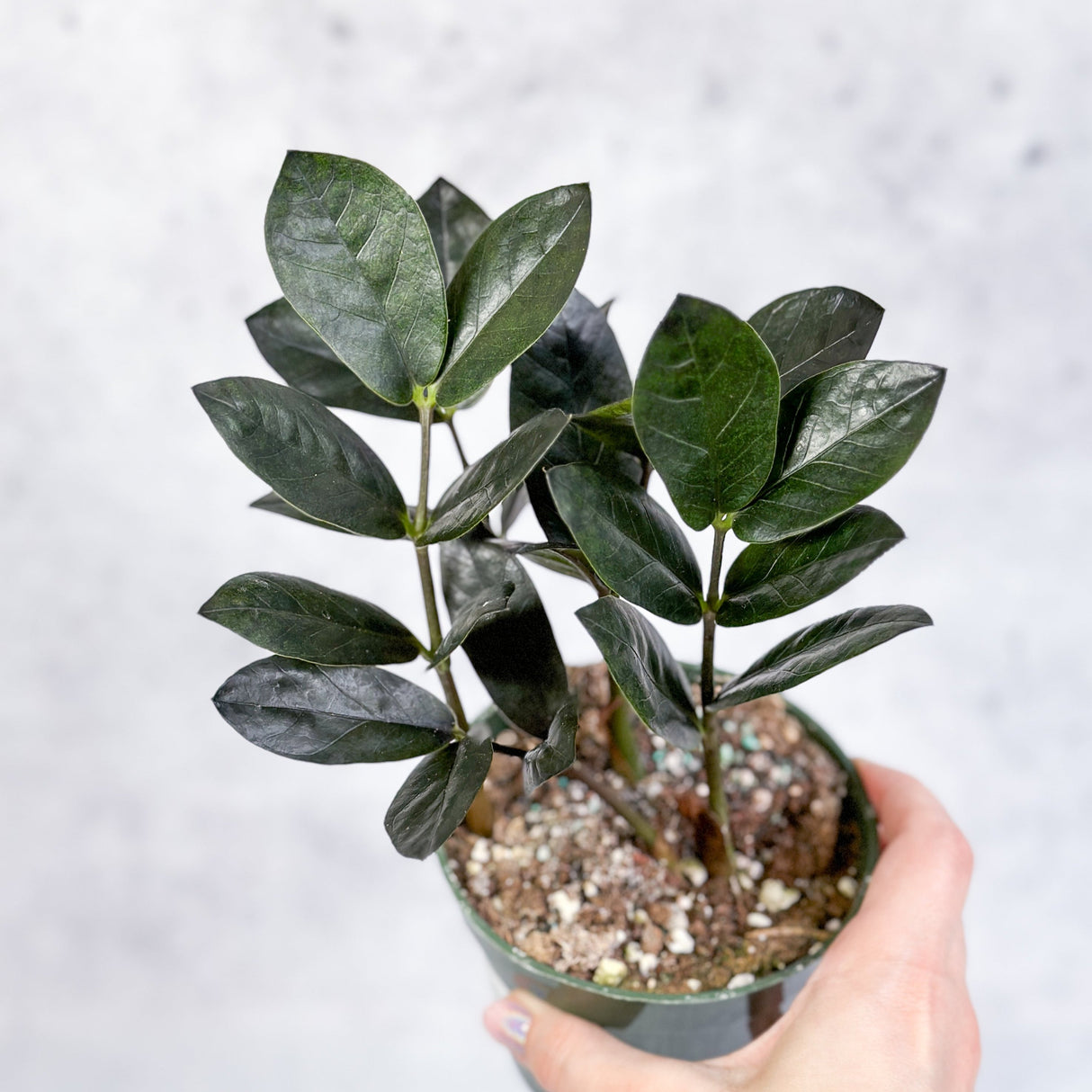 Zamioculcas zamiifolia 'Oscura' - Black ZZ Plant