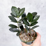 Zamioculcas zamiifolia 'Oscura' - Black ZZ Plant - 4 Inch