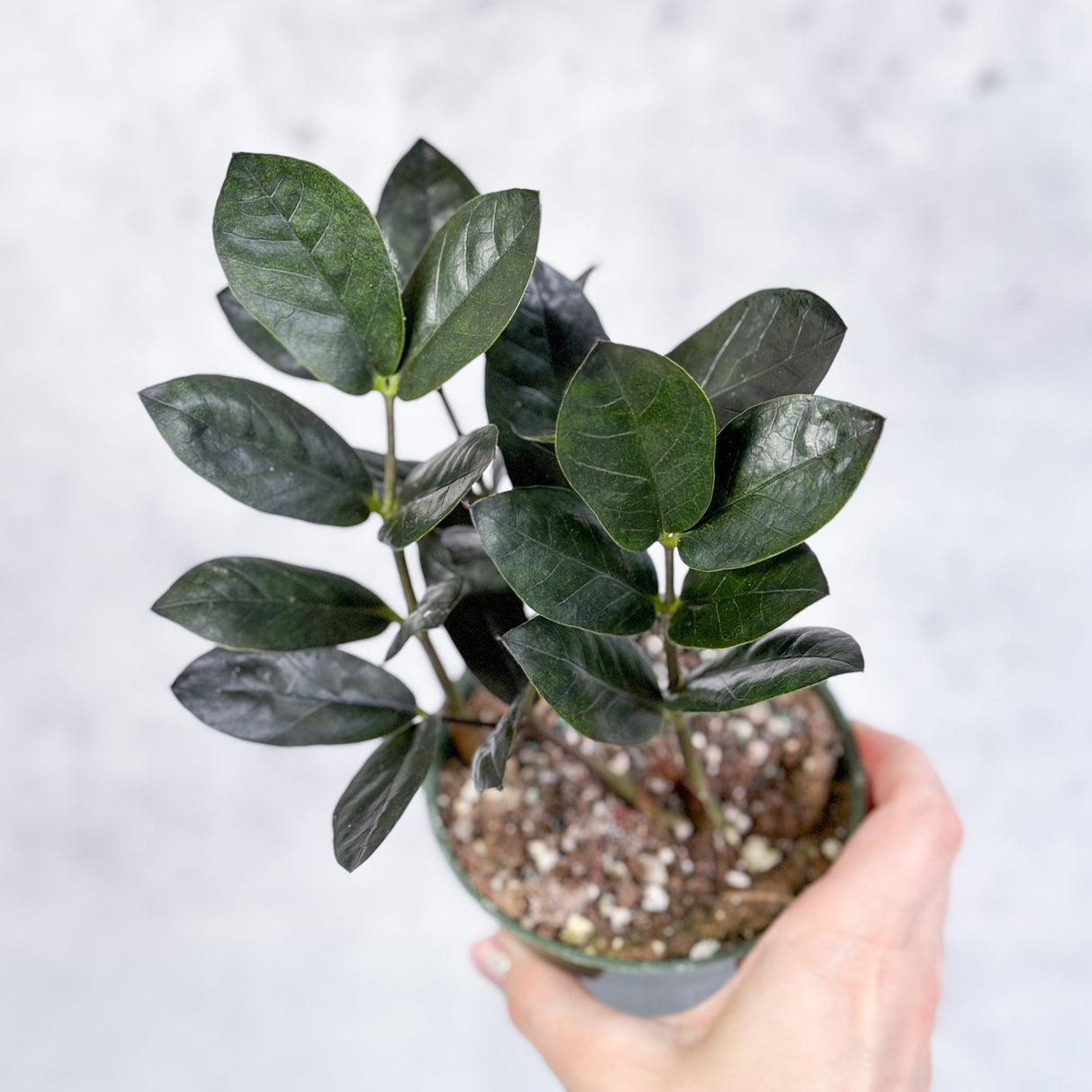 Zamioculcas zamiifolia 'Oscura' - Black ZZ Plant