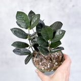 Zamioculcas zamiifolia 'Oscura' - Black ZZ Plant - 4 Inch