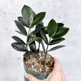 Zamioculcas zamiifolia 'Oscura' - Black ZZ Plant - 4 Inch