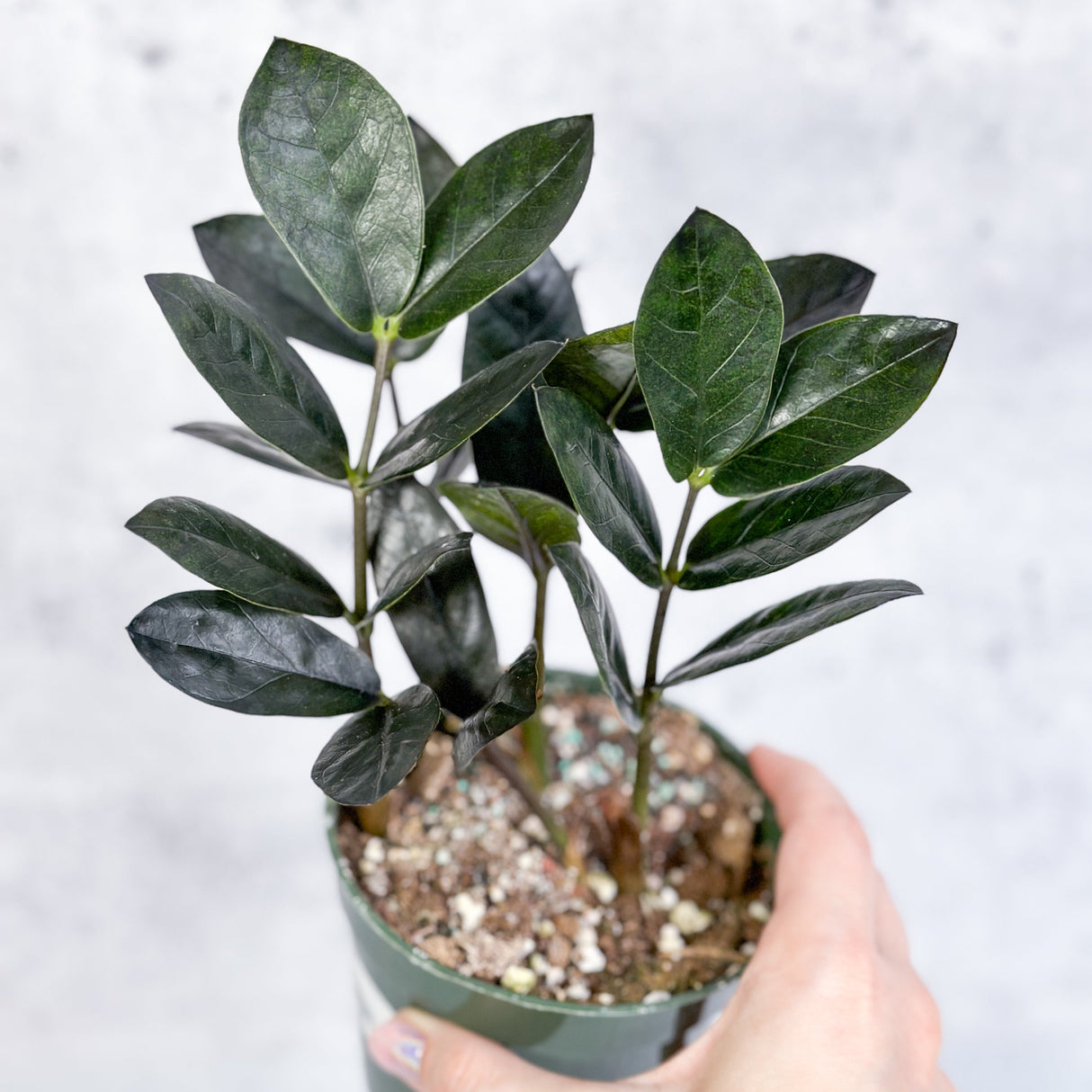 Zamioculcas zamiifolia 'Oscura' - Black ZZ Plant - 4 Inch