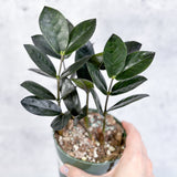 Zamioculcas zamiifolia 'Oscura' - Black ZZ Plant