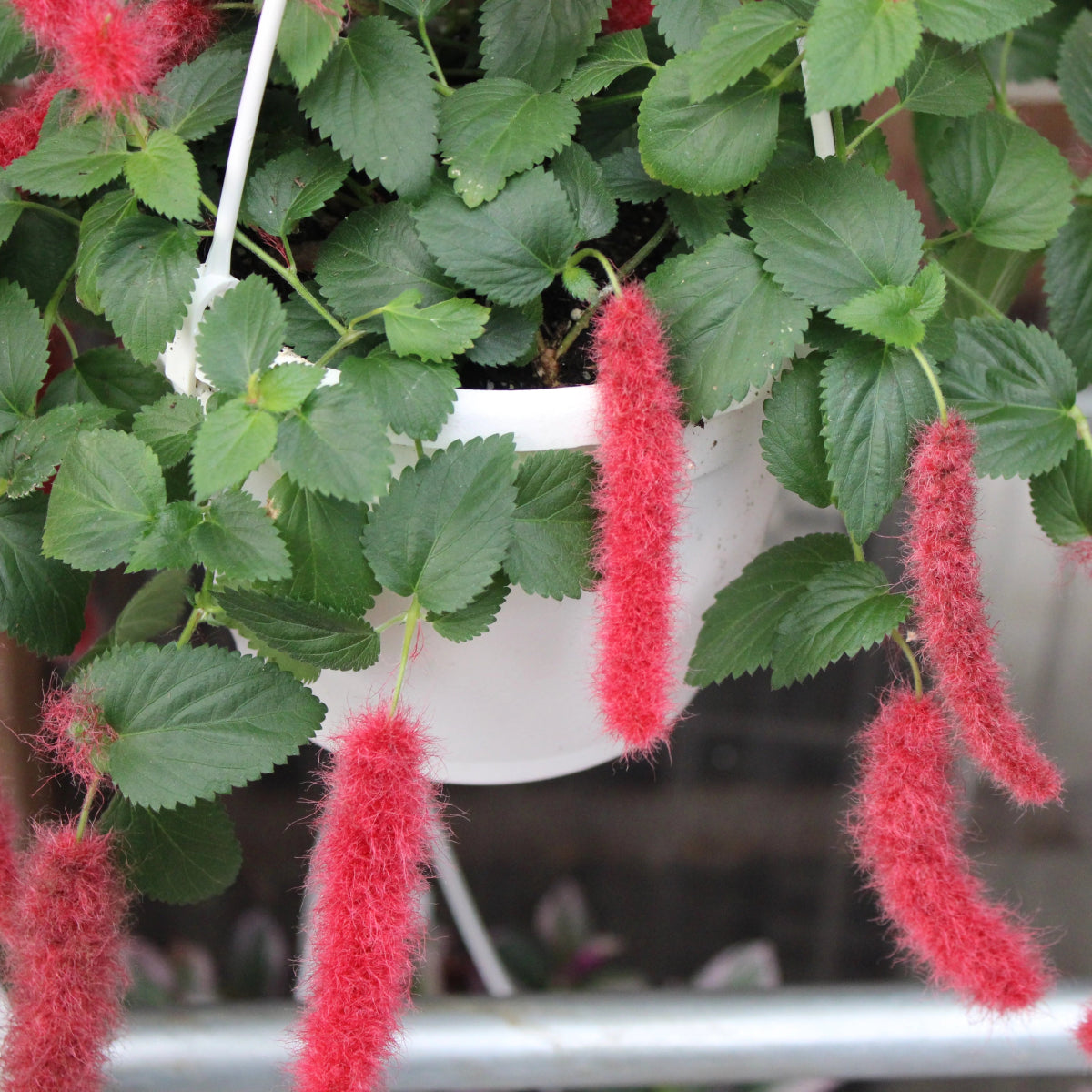 red fuzzy hanging plant Acalypha hispida