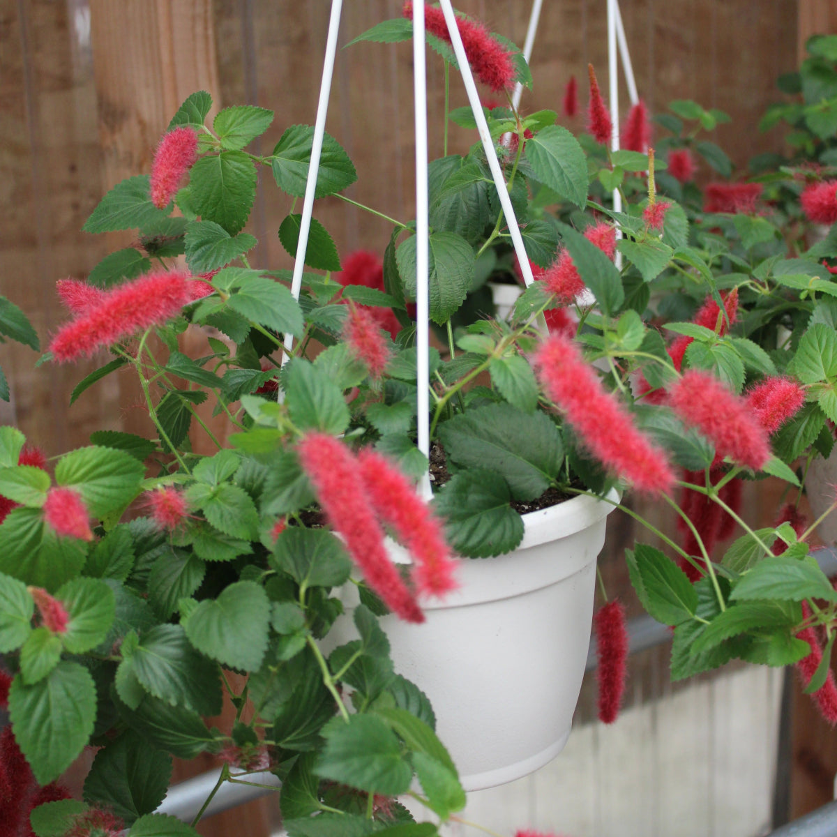 foxtail hanging plant 6” Hanging Basket
