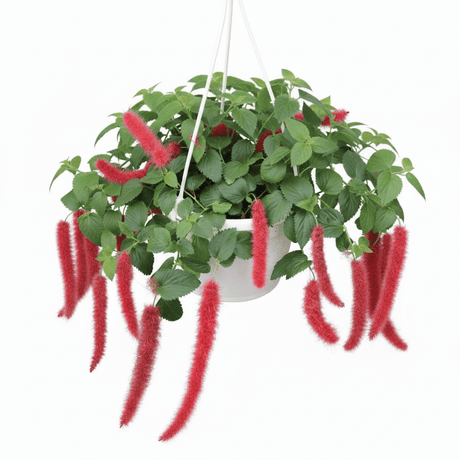 Acalypha hispida - Chenille Plant Hanging Basket - Ed's Plant Shop