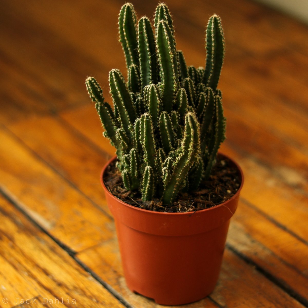 Acanthocereus Tetragonus ‘Triangle Cactus’ - 5 Inch - Ed's Plant Shop