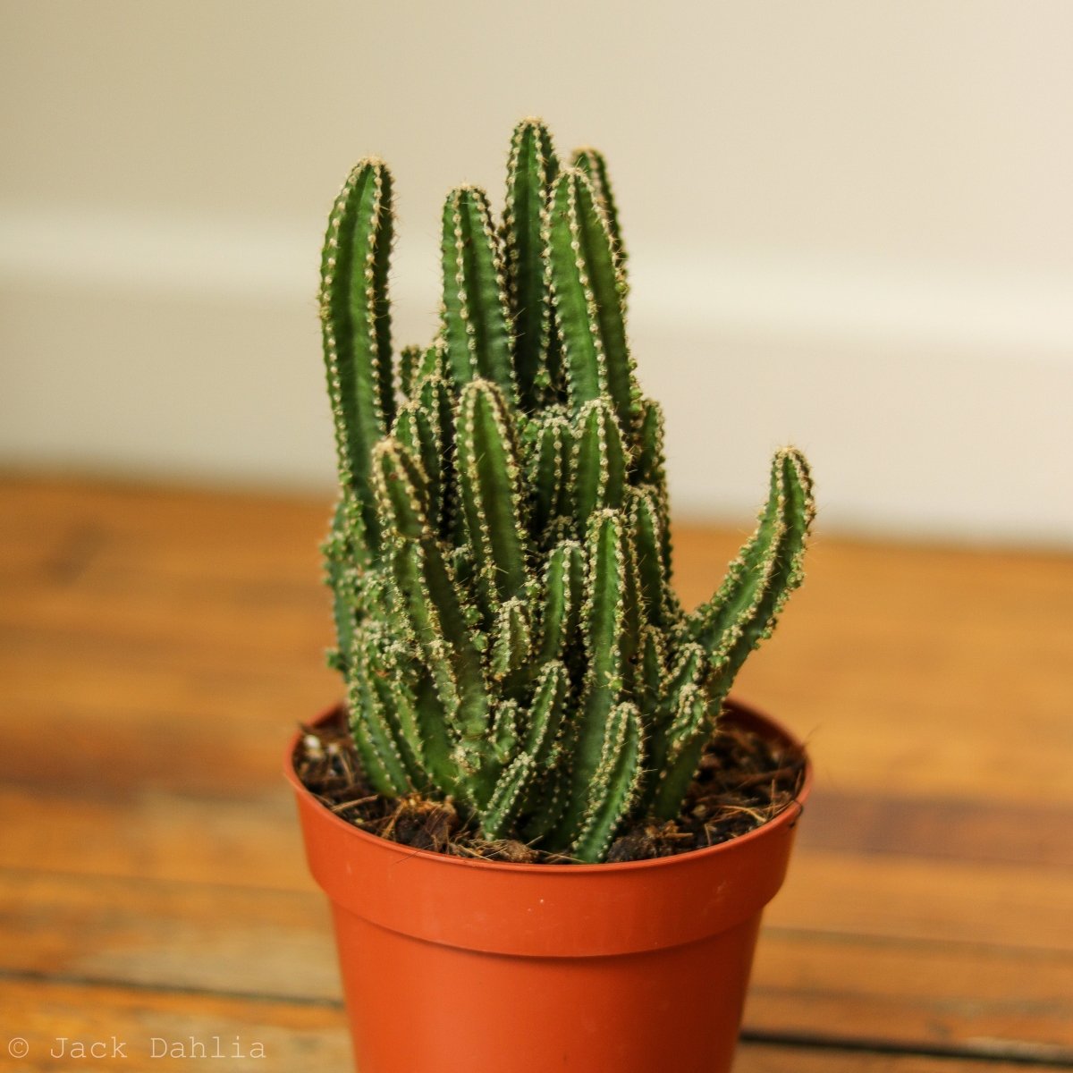 triangle leaf succulent Acanthocereus Tetragonus 'Triangle Cactus'
