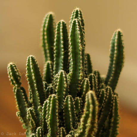 Acanthocereus Tetragonus ‘Triangle Cactus’ - 5 Inch - Ed's Plant Shop