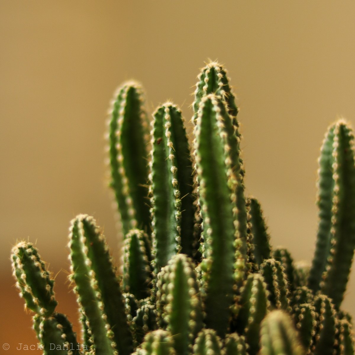 Acanthocereus Tetragonus ‘Triangle Cactus’ - 5 Inch - Ed's Plant Shop