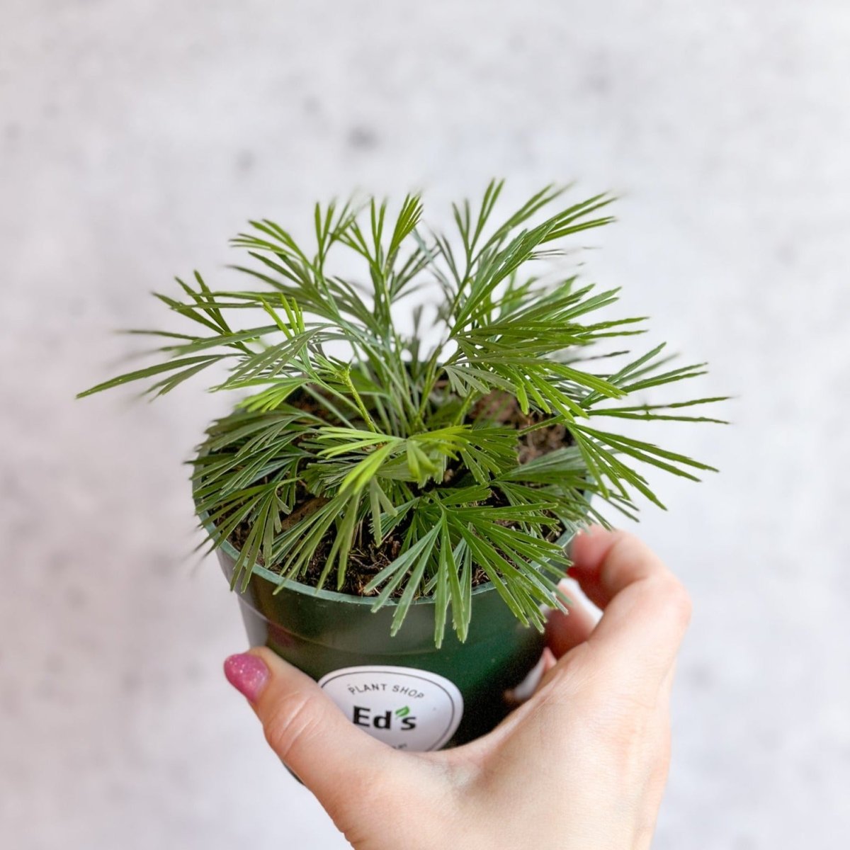 Actiniopteris australis - Eyelash Fern - 4 Inch - Ed's Plant Shop