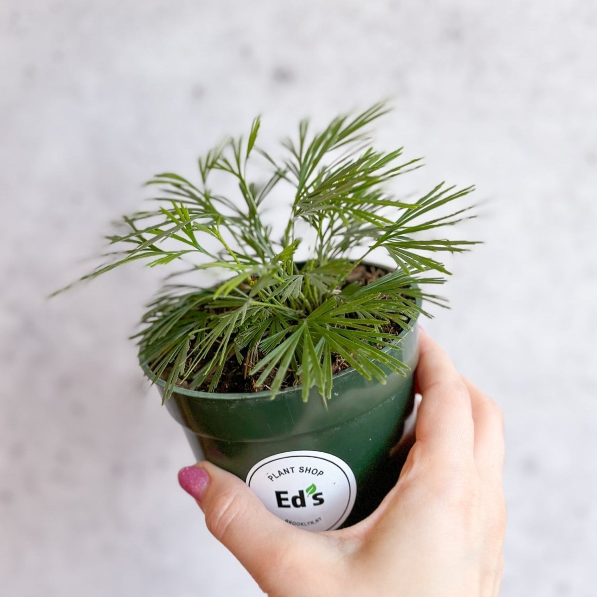 Actiniopteris australis - Eyelash Fern - 4 Inch - Ed's Plant Shop