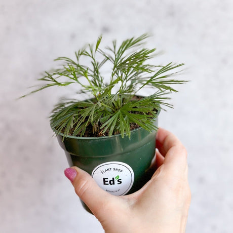 Actiniopteris australis - Eyelash Fern - Ed's Plant Shop