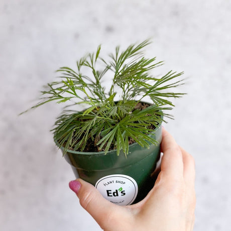 Actiniopteris australis - Eyelash Fern - Ed's Plant Shop