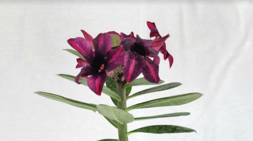 Adenium obesum - Desert Rose - Plant Plug - Ed's Plant Shop