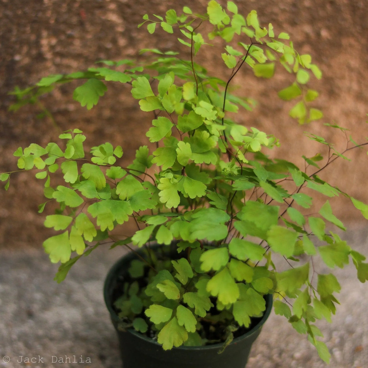 Adiantum Raddianum - Elegant Maidenhair Fern - Ed's Plant Shop