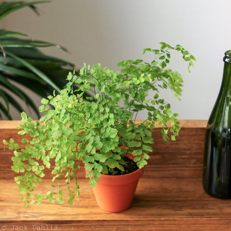 Adiantum Raddianum - Elegant Maidenhair Fern - Various Sizes - Ed's Plant Shop