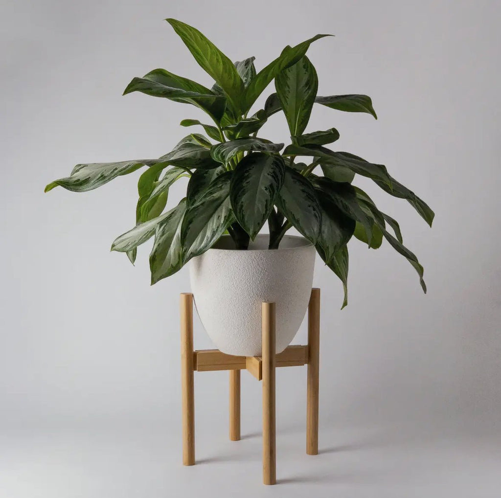 Adjustable Bamboo Plant Stand - Ed's Plant Shop