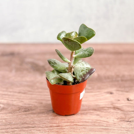 Adromischus maculatus - Calico Hearts Plant - 3 Inch - Ed's Plant Shop