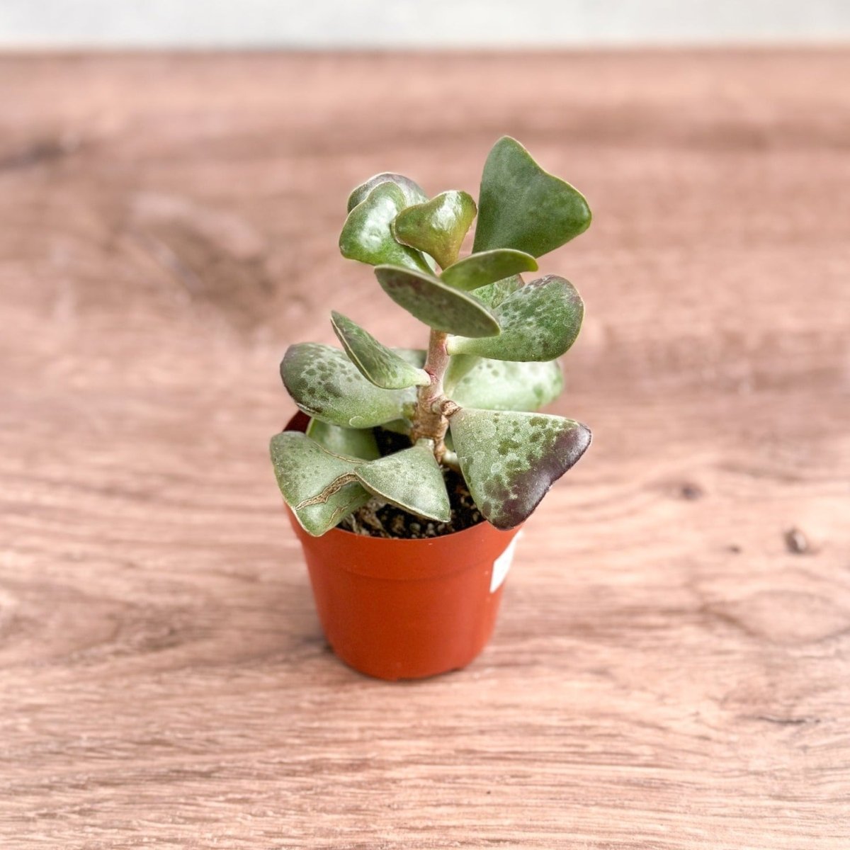 Adromischus maculatus - Calico Hearts Plant - 3 Inch - Ed's Plant Shop